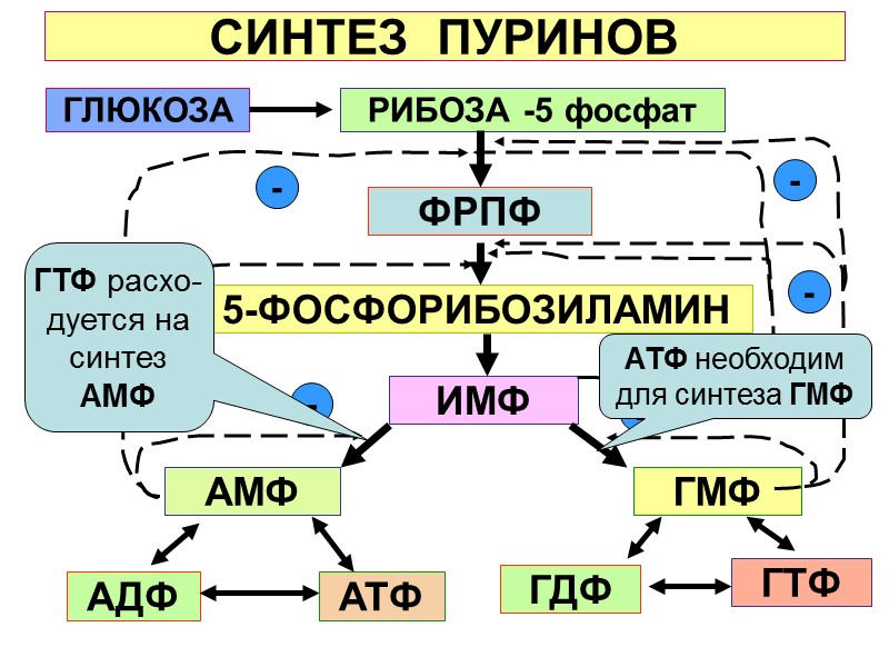 СИНТЕЗ  ПУРИНОВ РИБОЗА -5 фосфат ФРПФ 5-ФОСФОРИБОЗИЛАМИН ИМФ АМФ ГМФ АДФ АТФ ГДФ